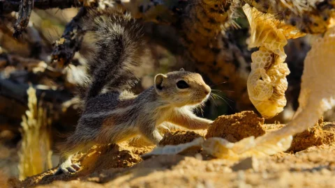 El desierto
