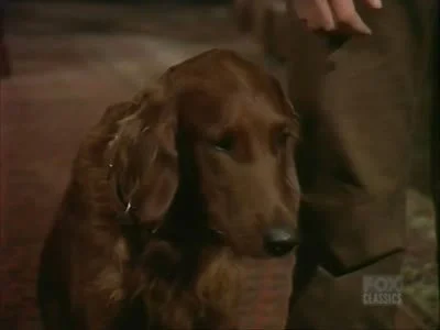 El perro del cucharón
